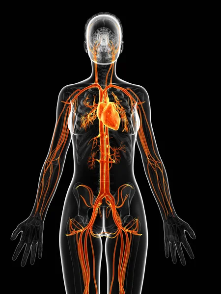 Ілюстрація Судинної Системи Жінки — стокове фото
