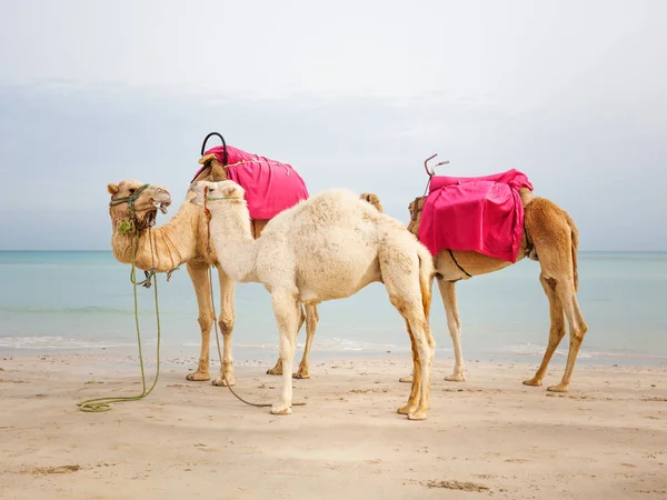 Two Camels White Baby Dromedary Beach Tunesia — Stock Photo, Image