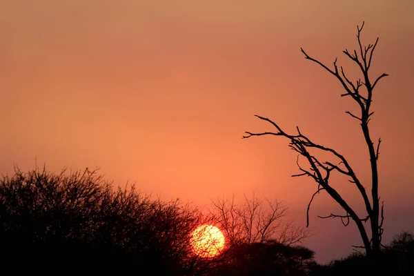 Západ Slunce Přírodní Rezervaci Etosha Wild Park Namibie — Stock fotografie