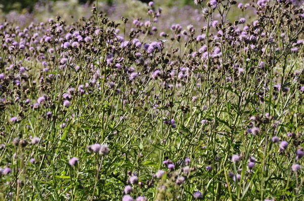 Färgglada Blommor Växer Utomhus — Stockfoto