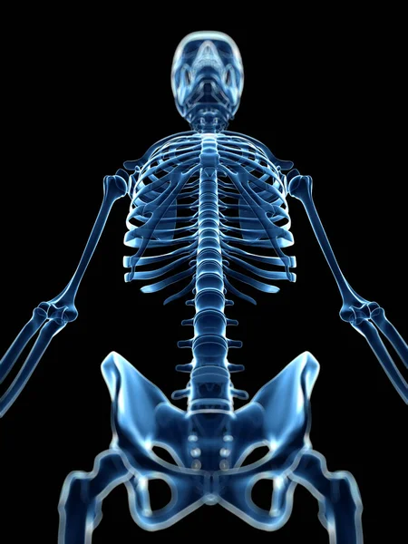 Rendered Medical Illustration Ray Style Skeleton — Stock Photo, Image