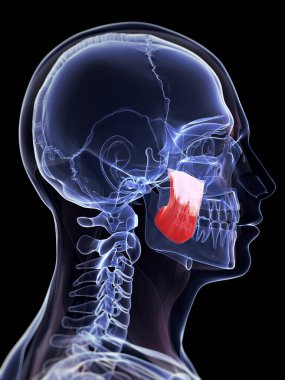 3d rendered illustration of the masseter superior muscle clipart