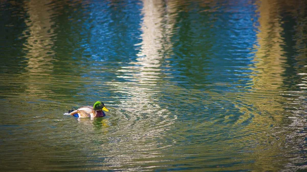 Male Wild Duck Swim Winter Sunshine — Stock Photo, Image