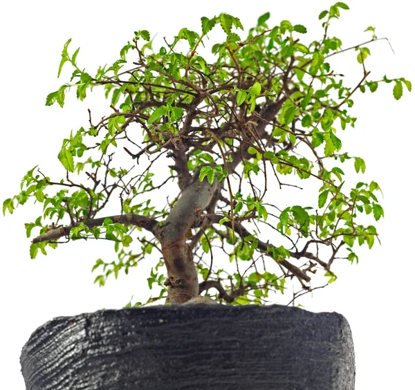 Bonsai Baum Wachsende Pflanze — Stockfoto