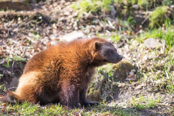 Wolverine Gulo Gulo Που Κάθεται Ένα Λιβάδι Επίσης Ονομάζεται Λαίμαργος — Φωτογραφία Αρχείου