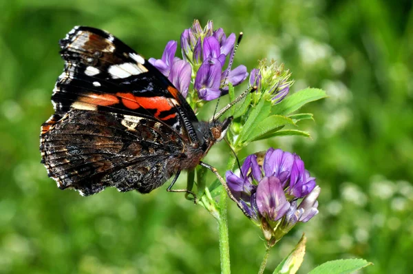 Almirante Flor Púrpura — Foto de Stock