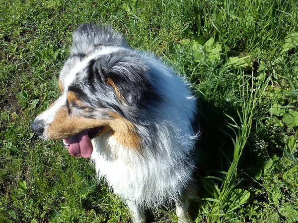 Portrait Cute Dog — Stock Photo, Image