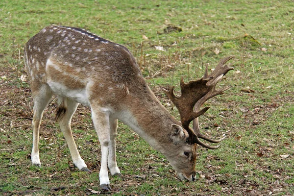 Natuur Wild Dier Damherten Dieren Wilde Dieren — Stockfoto