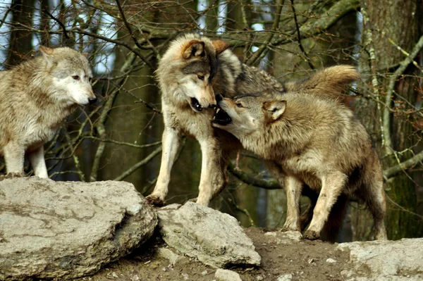 Detailní Záběr Zvířat Zoologické Zahradě — Stock fotografie