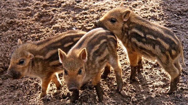 Jungtiere Selektiver Fokus — Stockfoto