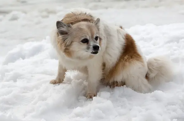 Маленький Собака Вулиці Взимку Сидить — стокове фото