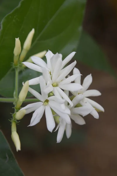 Fleurs Jasmin Blanc Sur Arbre Dans Forêt — Photo