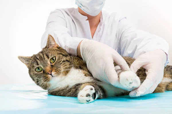Kedi Veterinerlik Derneğinden Alınır — Stok fotoğraf