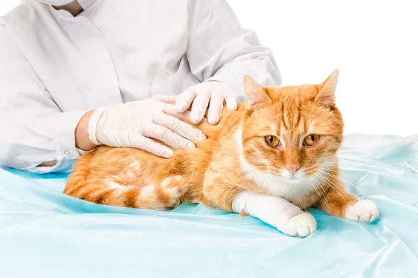 Kedi Kırmızı Kaplan Doktor Pençesiyle Bağlandı — Stok fotoğraf