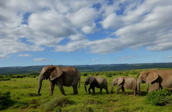 Elefantenherde Südafrika — Stockfoto