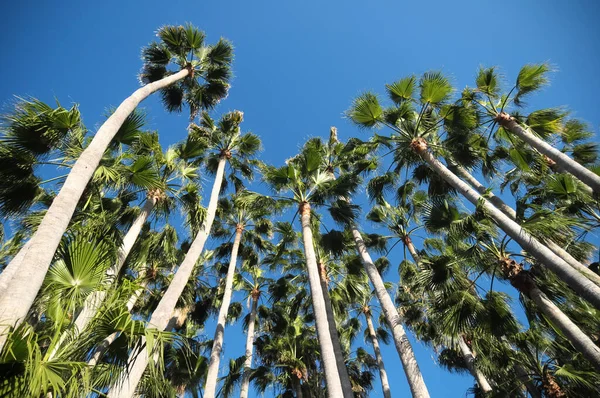 Пальмові Дерева Тенеріфе Канарські Острови Іспанія — стокове фото