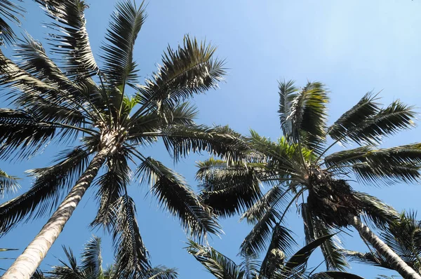 Palmiye Ağaçları Tenerife Kanarya Adaları Spanya — Stok fotoğraf