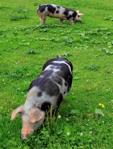 Spot Pigs Alpine Pasture — Stock Photo, Image