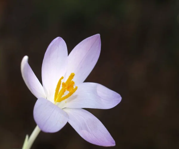 Azafrán Pétalos Flores Primavera — Foto de Stock