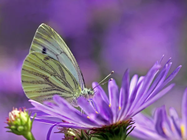 Closeup Bug Wild Nature — Stock Photo, Image