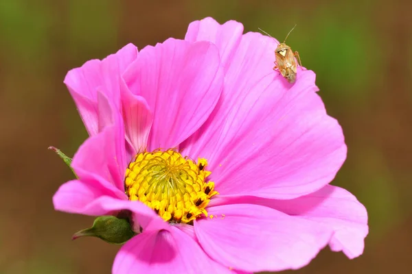 Wants Kruipend Bloemblaadje — Stockfoto