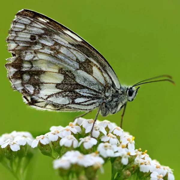 Nahaufnahme Von Exotisch Schönen Wanken — Stockfoto