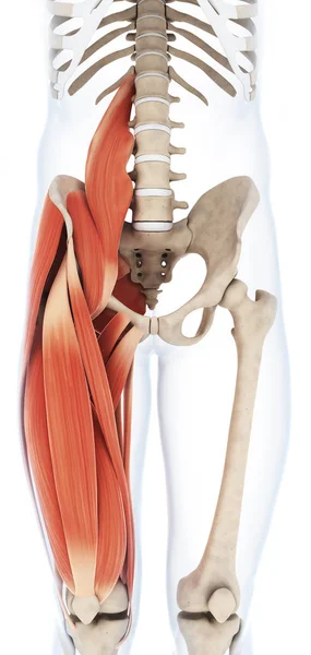 Rendered Illustration Upper Leg Musculature — Stock Photo, Image