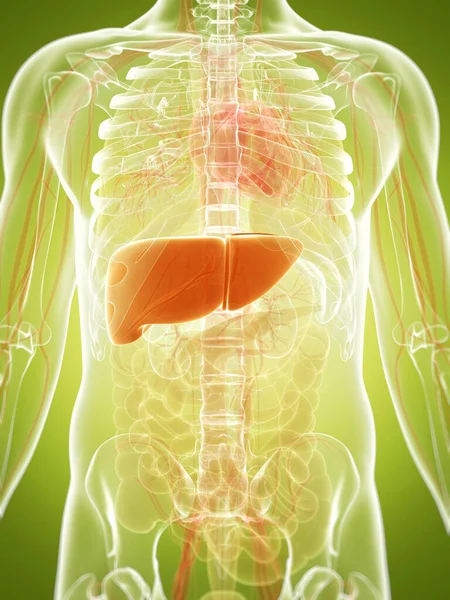 肝脏三维渲染的图 — 图库照片
