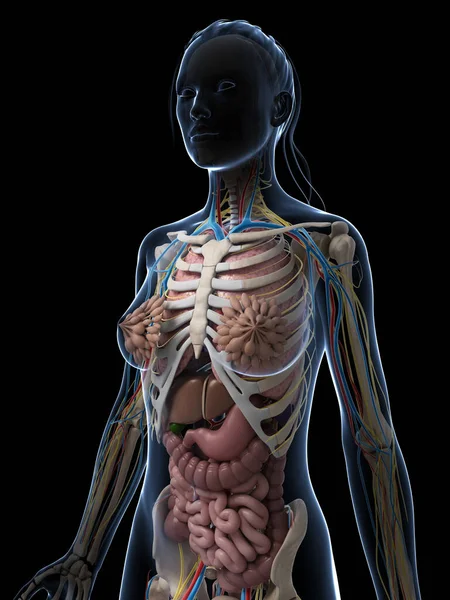 Rendered Illustration Female Anatomy — Stock Photo, Image
