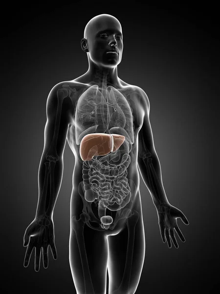 男性肝臓の レンダリングされた図 — ストック写真