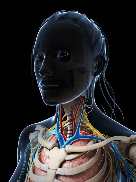 Rendered Illustration Female Anatomy — Stock Photo, Image