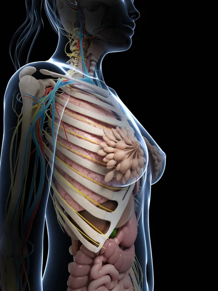 女性的生理解剖的三维渲染的图 — 图库照片