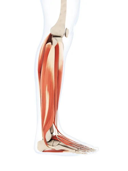 Ilustração Renderizada Dos Músculos Perna Inferior — Fotografia de Stock