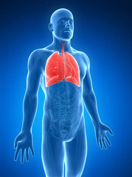 Renderowane Ilustracja Mężczyzna Płuc — Zdjęcie stockowe