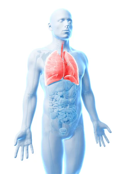 Rendered Illustration Male Lung — Stock Photo, Image