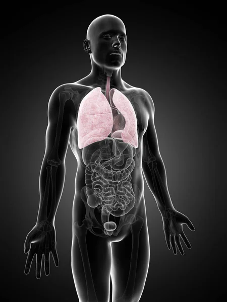 Renderowana Ilustracja Płuca Samców — Zdjęcie stockowe