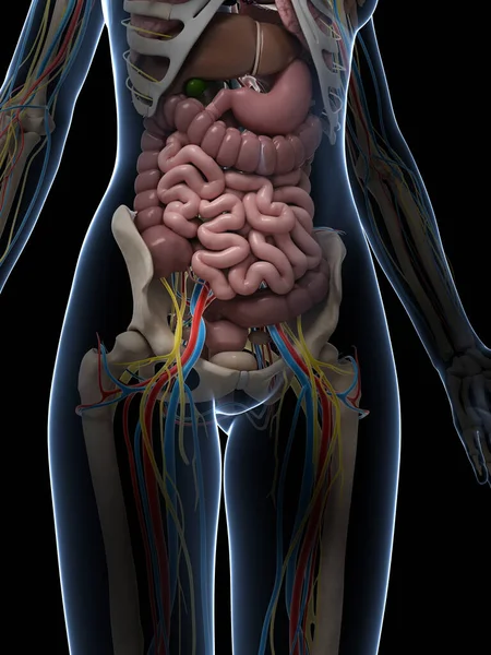 Işlenmiş Illüstrasyon Kadın Anatomisi — Stok fotoğraf