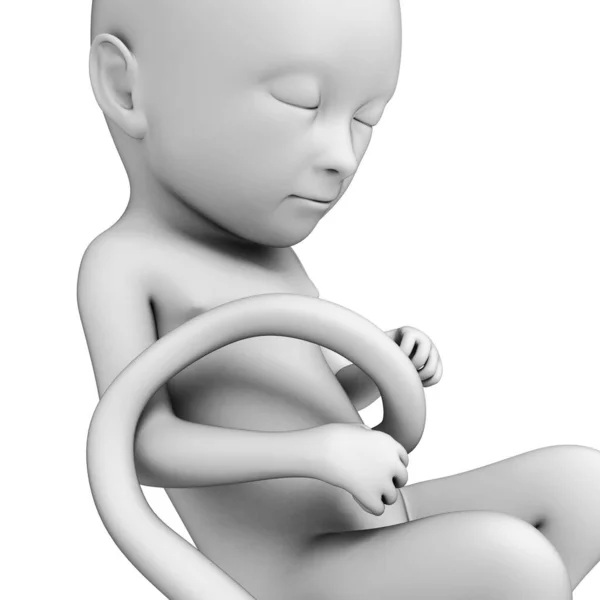 Rendered Illustration Fetus Month — Stock Photo, Image