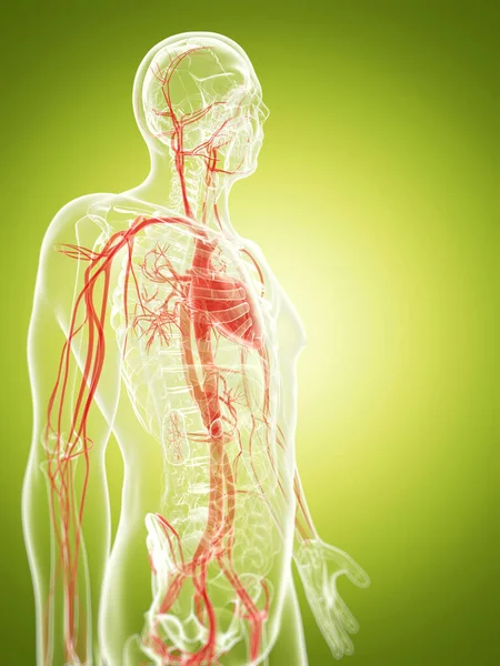 3D演示了血管系统 — 图库照片