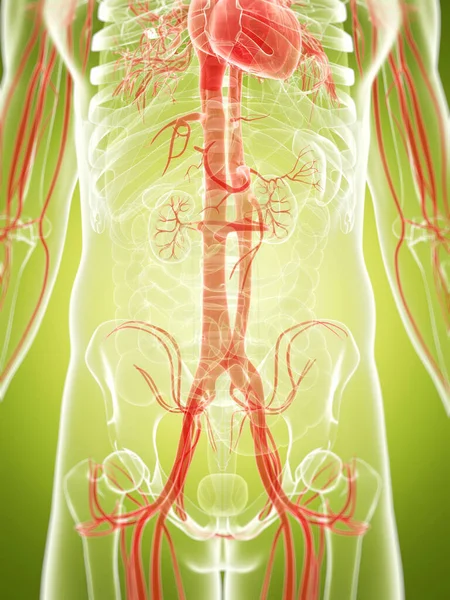 3D演示了血管系统 — 图库照片