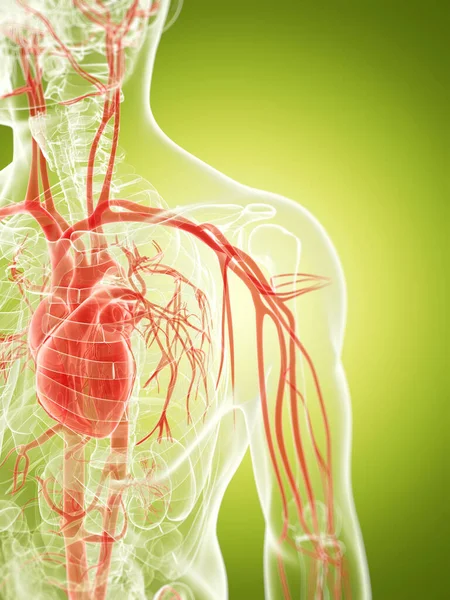 Ilustración Renderizada Del Sistema Vascular — Foto de Stock