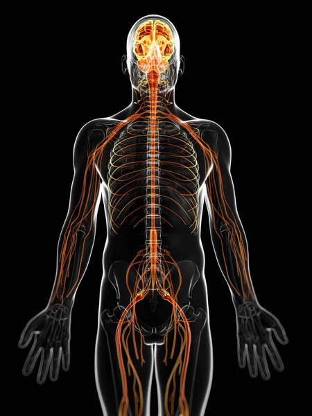 男性的中枢神经系统三维渲染的图 — 图库照片