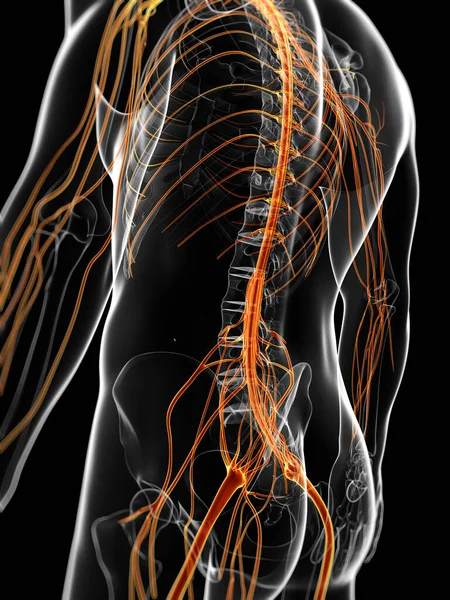 Ilustração Renderizada Sistema Nervoso Masculino — Fotografia de Stock