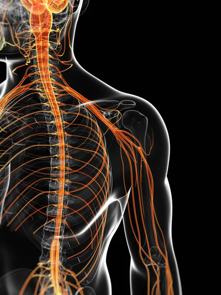 Ілюстрація Чоловічої Нервової Системи — стокове фото