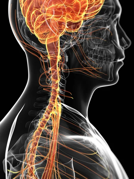 Gerenderte Darstellung Des Männlichen Nervensystems — Stockfoto