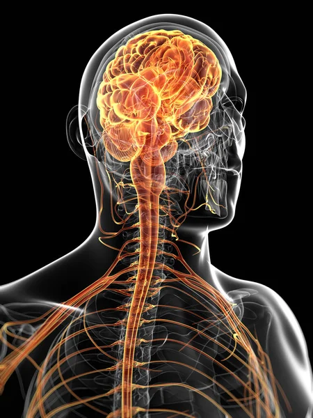 Gerenderte Darstellung Des Männlichen Nervensystems — Stockfoto