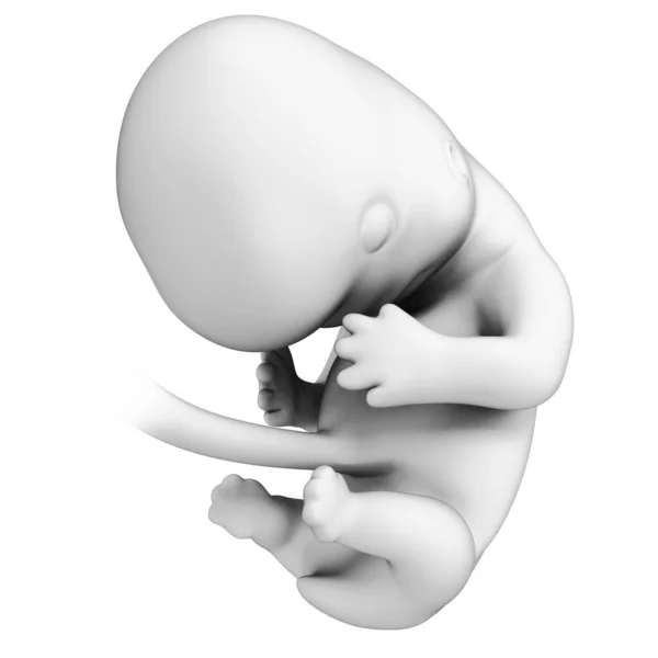 Geïllustreerd Beeld Van Een Foetus Maand — Stockfoto