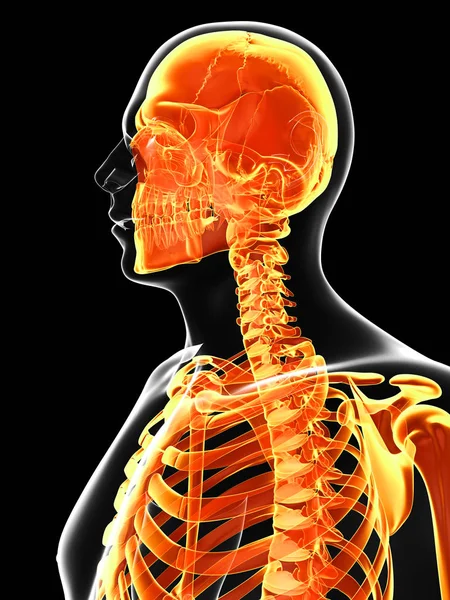 Rendered Illustration Male Skeleton — Stock Photo, Image