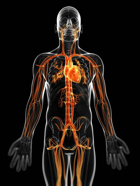 Ilustración Renderizada Del Sistema Vascular Masculino — Foto de Stock