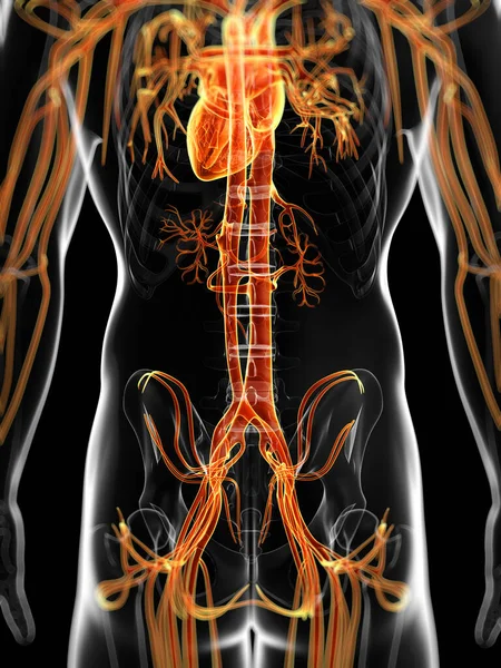 男性の血管系の レンダリングされた図 — ストック写真